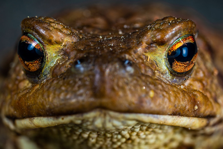 If You’ve Ever Eaten Toad – C.M. Saunders