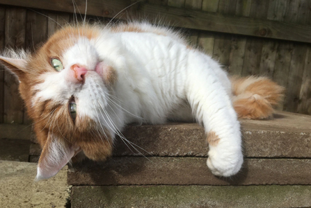 Blood, fish and bone – Sam Derby