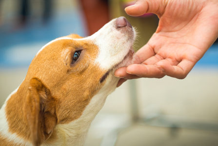 The Gentle Master – Michael A. Clark